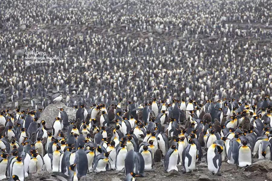 我在南极养企鹅,我在南极的日子