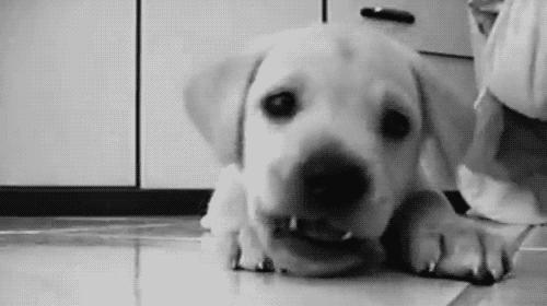 狗狗老舔尿道是什么原因,狗狗舔别的狗尿是什么原因