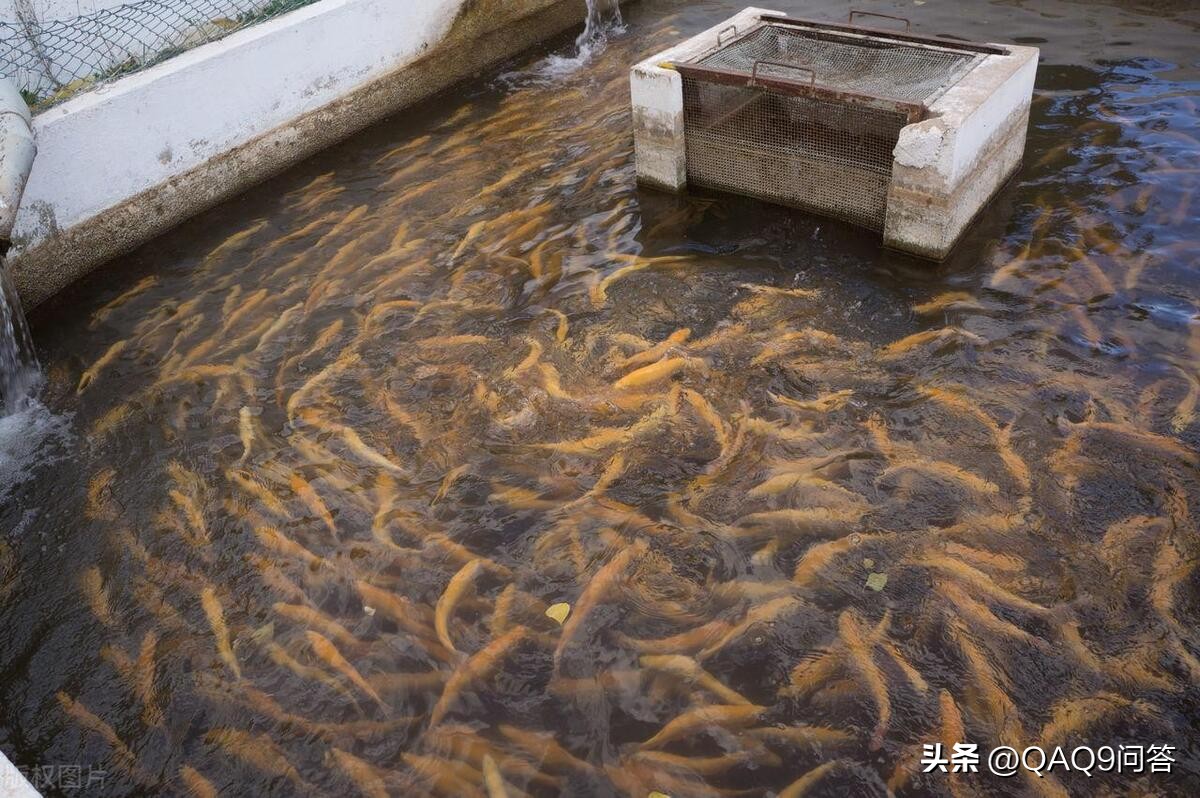 日本核污水排海后我们要做什么,日本核污水排海后怎么办