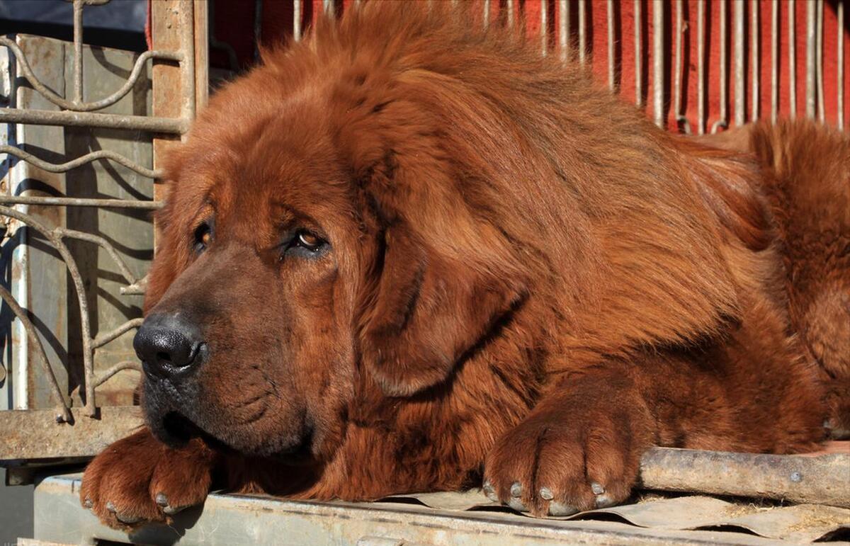 纯种的藏獒真的越来越少了吗,藏獒纯种为什么越来越少