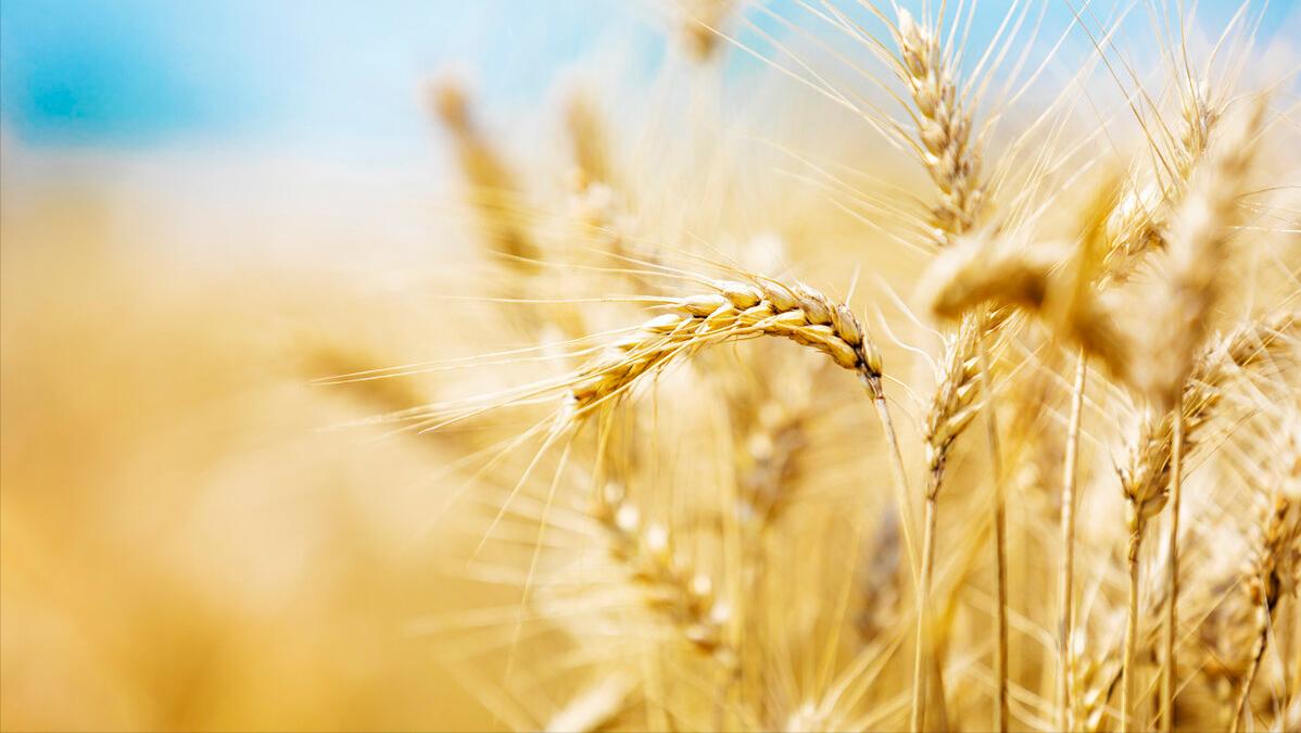 美国进口玉米大豆,进口美国玉米大豆