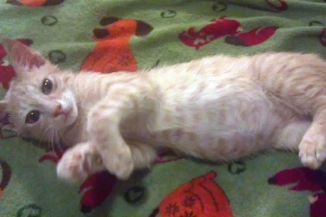 爱它，请不要放弃它！猫传腹不等于判死刑