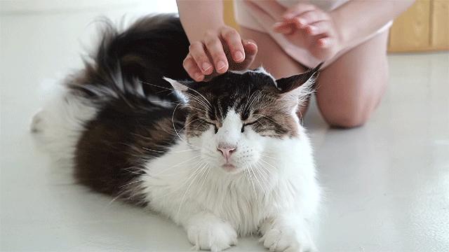 猫界顶流,猫界顶流缅因猫到底有啥魅力