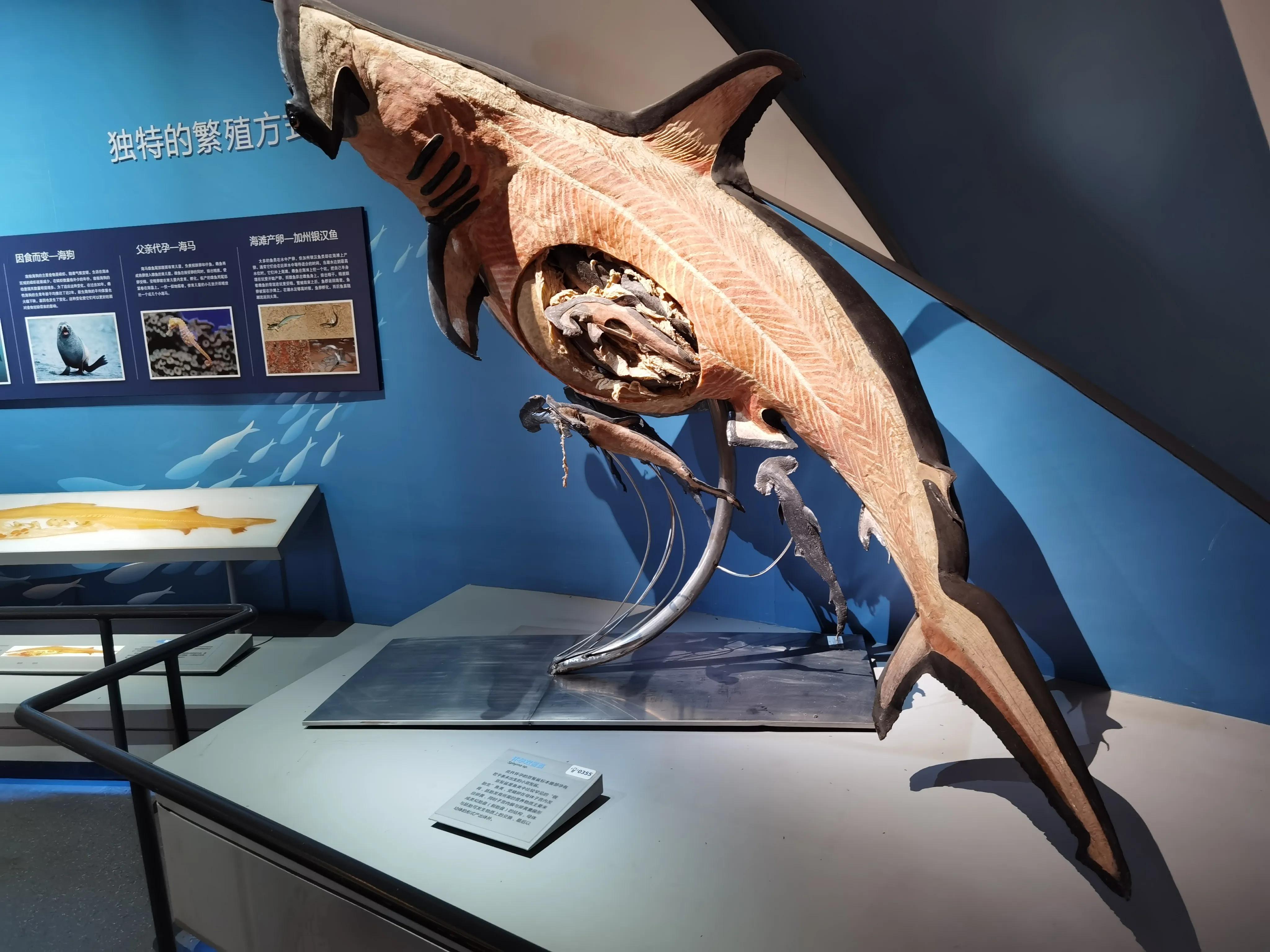 南湾海洋动物公园,国家海洋博物馆和南湾公园哪个好