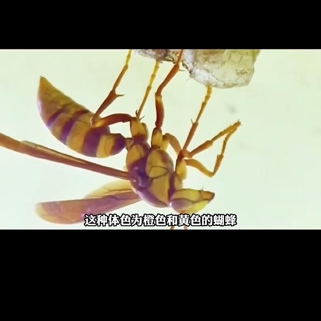 全世界最危险的十种昆虫,十种世界上最危险的昆虫