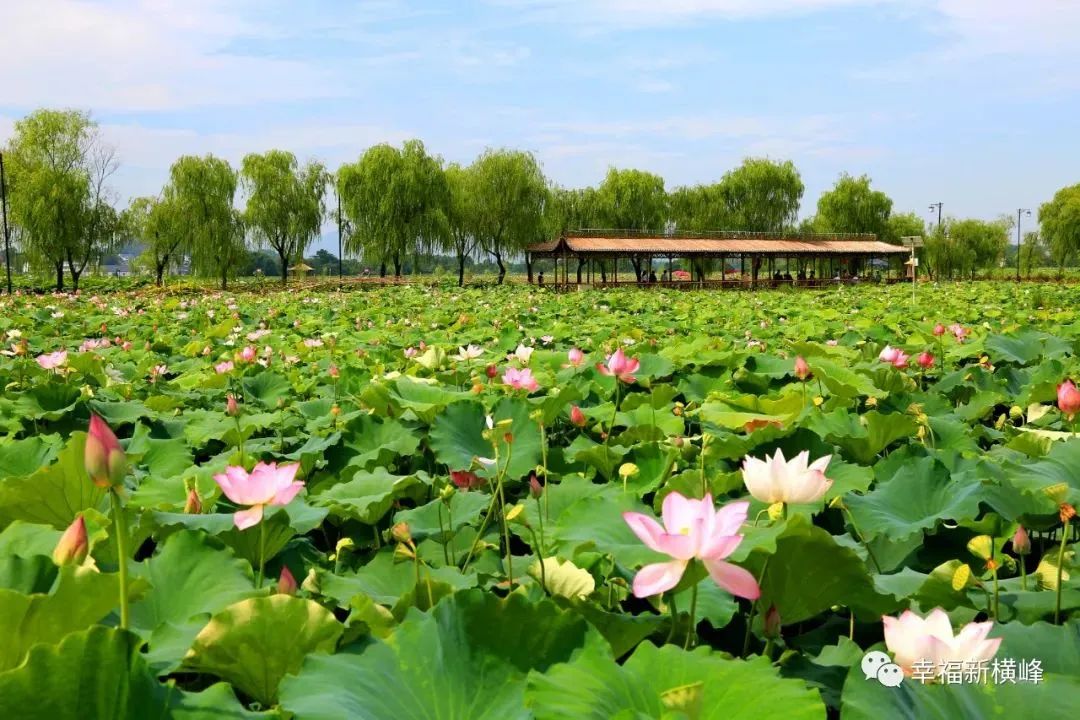 全球学子嘉游赣|上饶的第一波荷花开了，让我们一起步入飘满荷香的夏天！