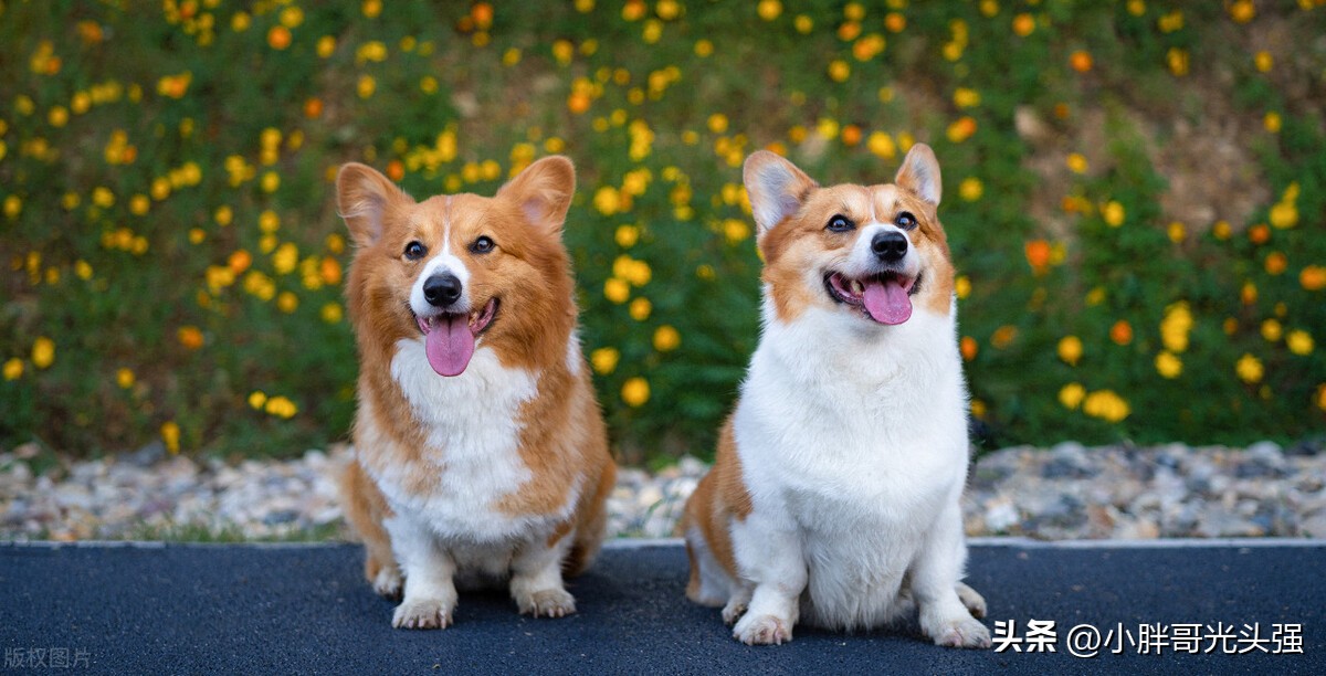 猜一猜：柯基犬最初曾担任哪种工作犬？蚂蚁庄园小知识