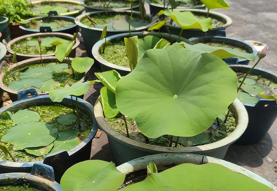 新手碗莲种不好教你一个小技巧,碗莲种藕多久开花