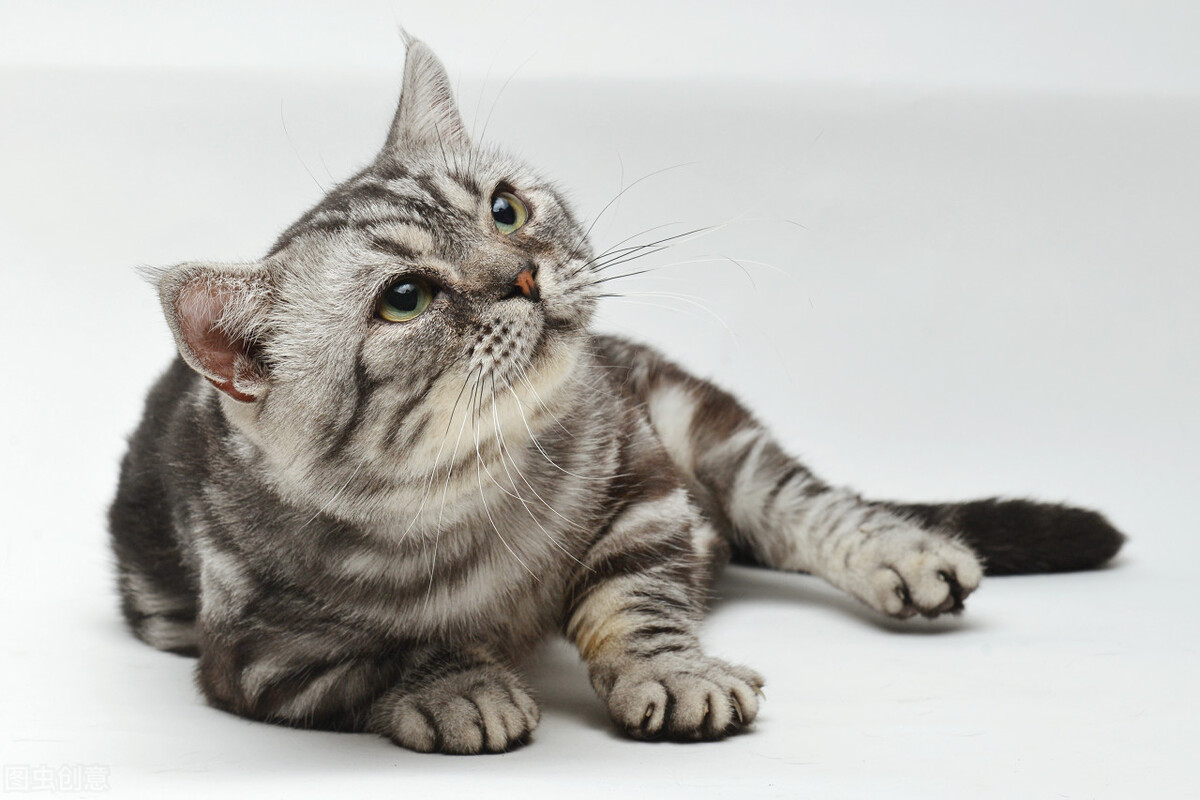 猫在什么情况下会得耳螨,猫得了猫癣不吃药会怎么样