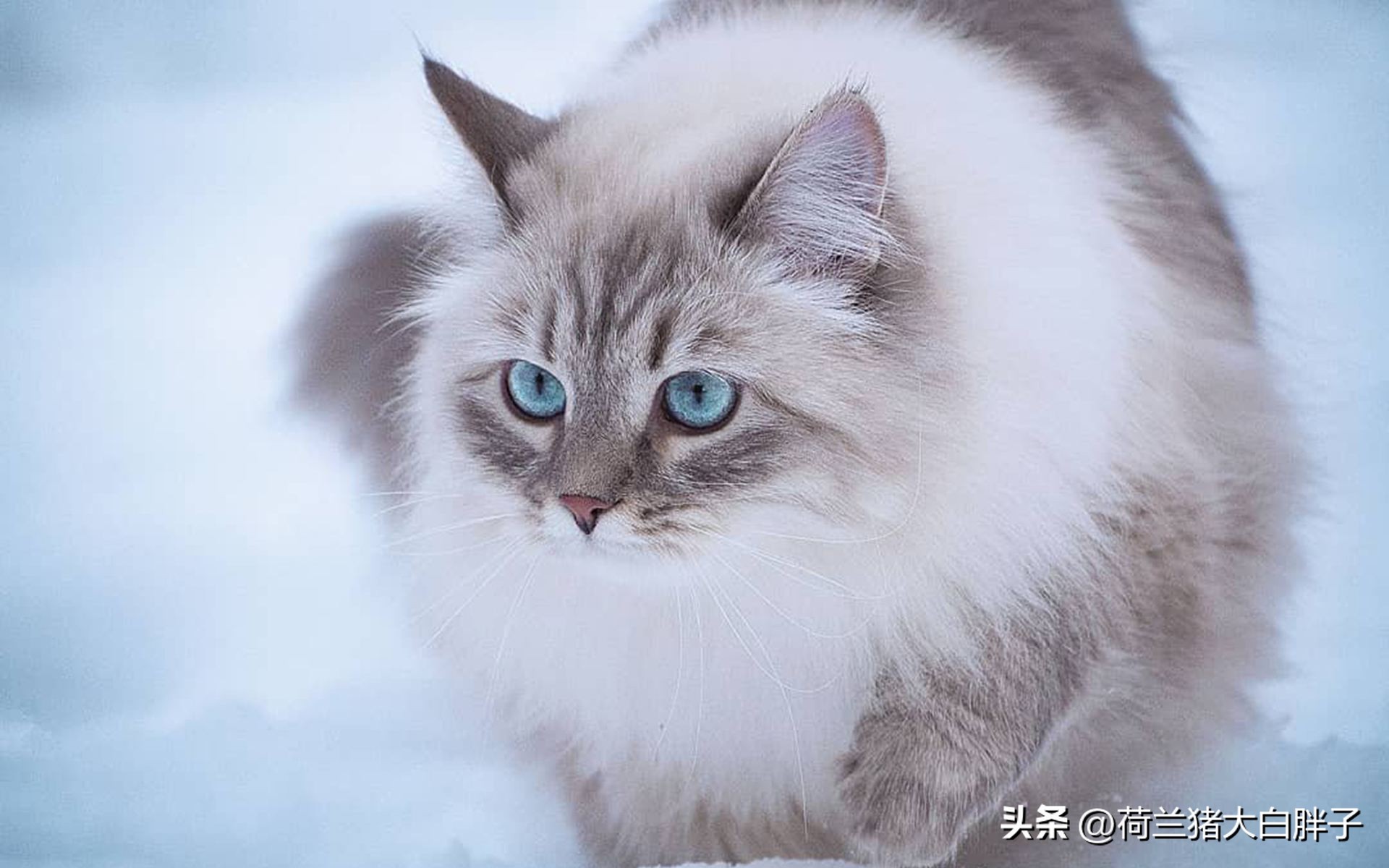 为什么猫咪越胖越受猫咪喜欢,猫咪很瘦和猫咪胖的变化