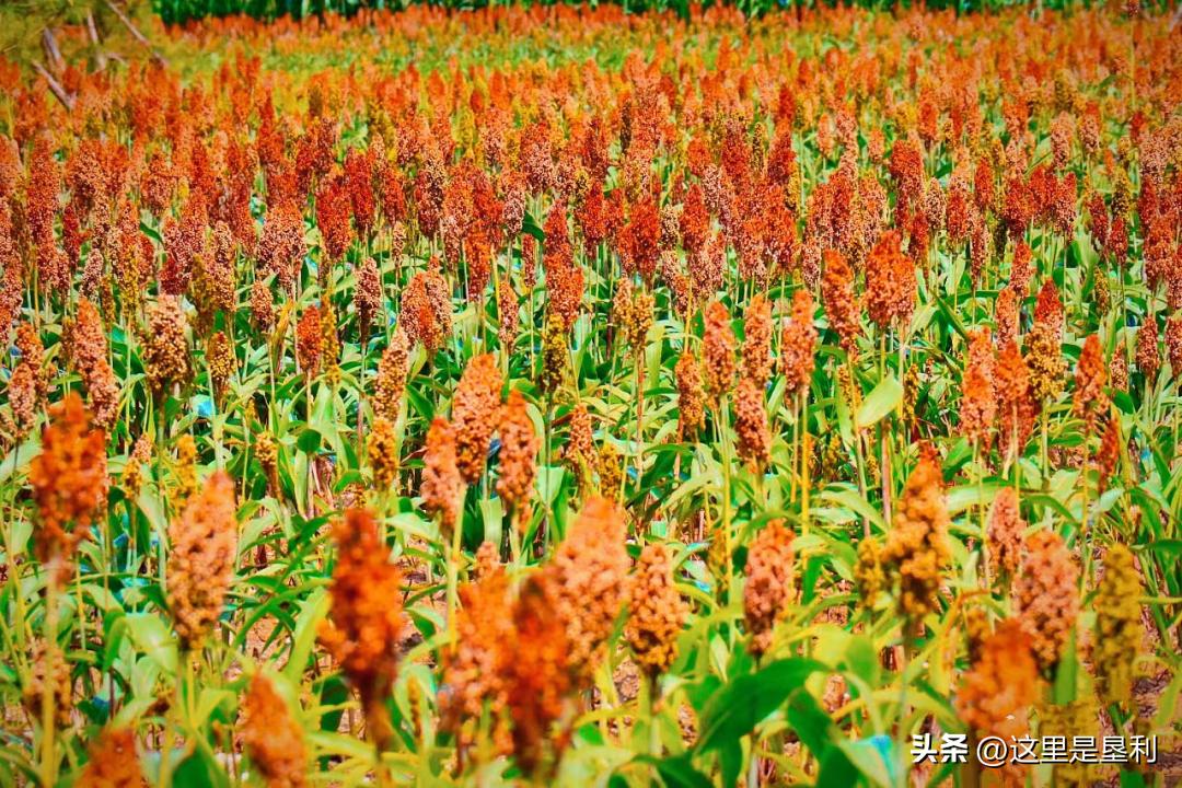 山东9个5a免费景区名单2020,山东免费4a景点排名一览表