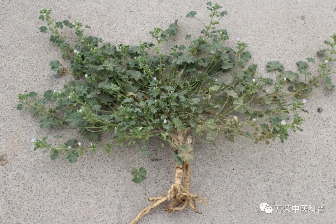 植物幼苗的发展过程详细,植物的幼苗在生长过程中