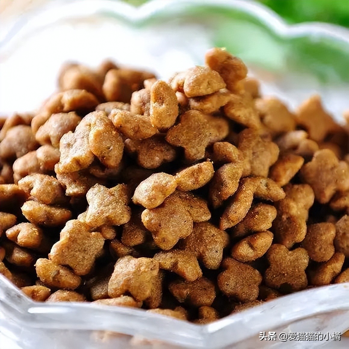 新手养猫好物避坑指南 (新手养猫必备清单超全)