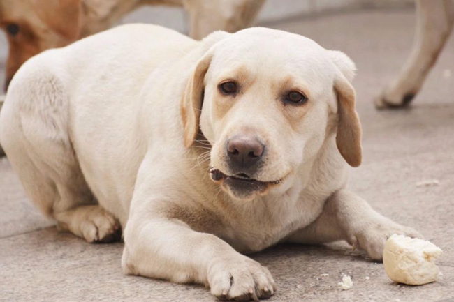 拉布拉多吐了好几天了怎么回事,拉布拉多吐了该怎么办
