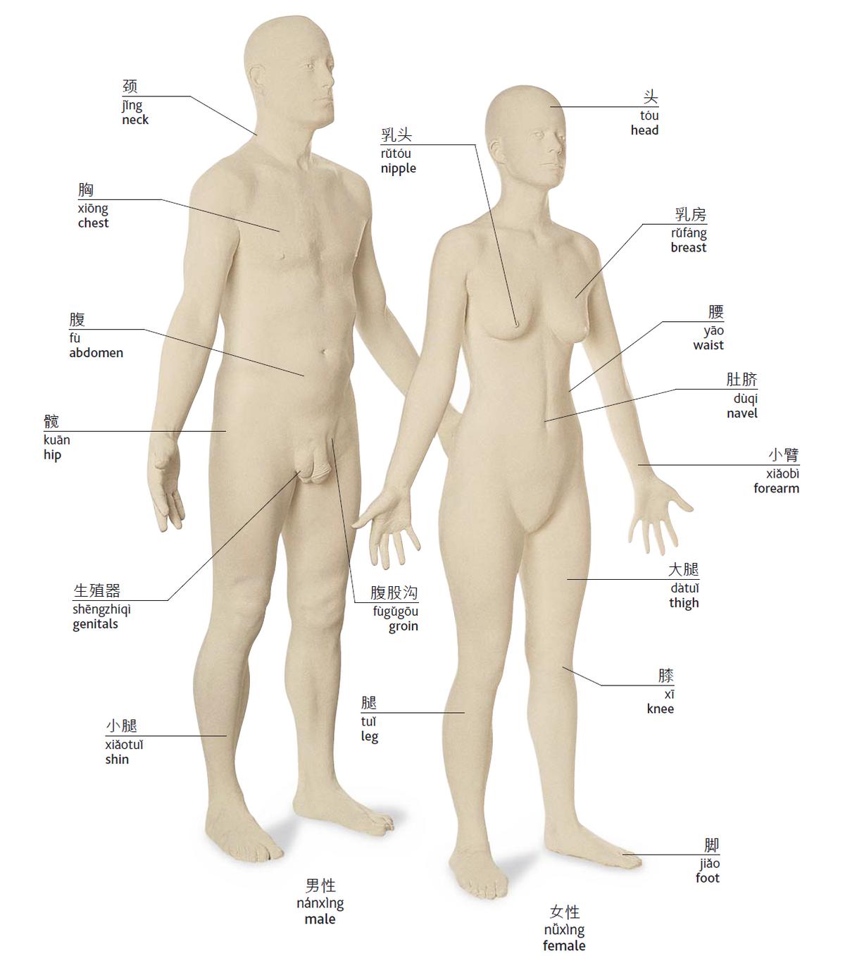 身体各部位用英语怎么说,人的身体部位英语单词怎么读