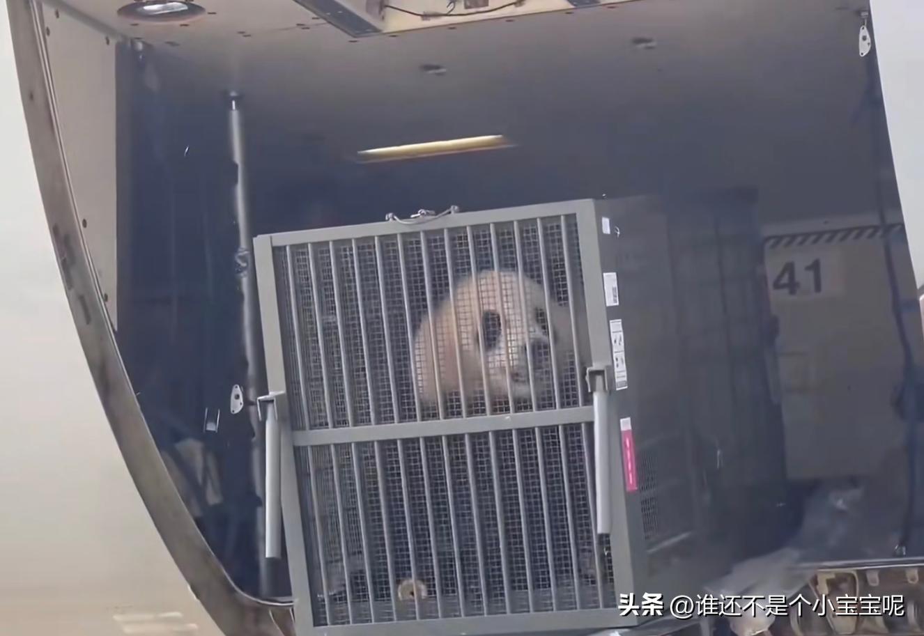 大熊猫皓月和花花,大熊猫花花有几个绯闻男友