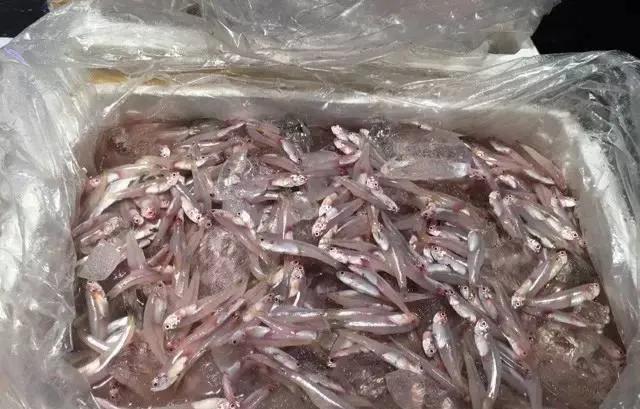 鱼类菜肴大全,鱼类食材大全