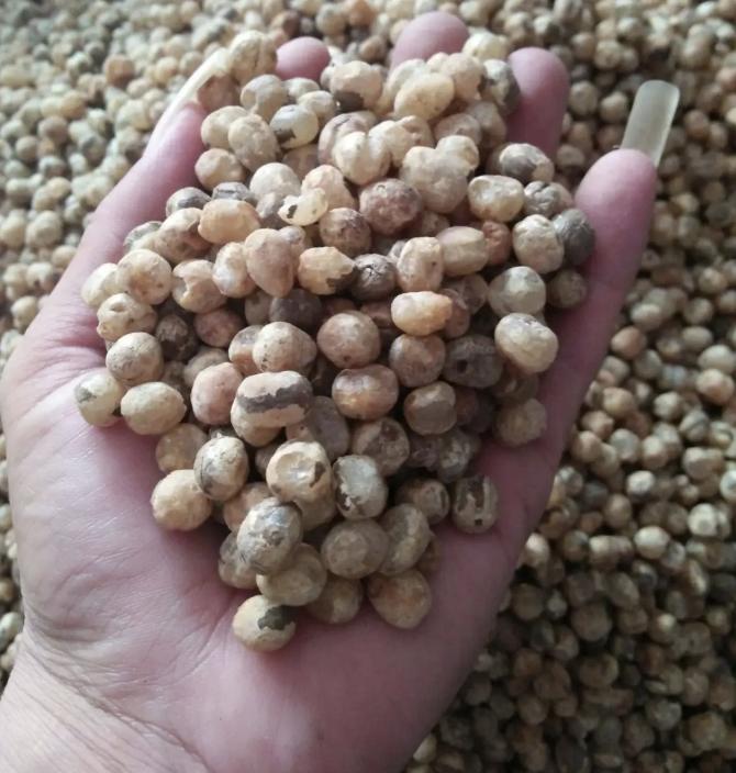 竹米究竟有多珍贵,竹子长的竹米到底有什么作用