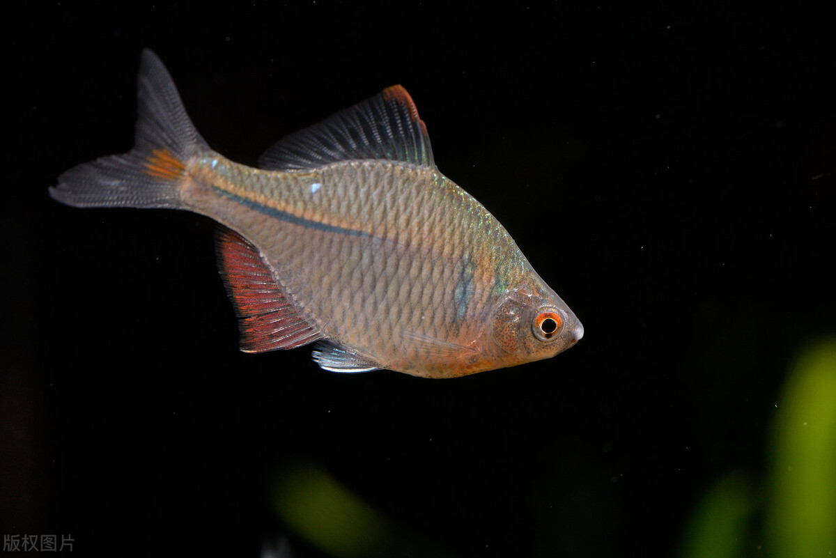 农村常见的“屎光皮”，为何说它是一种“借腹生子”的鱼？