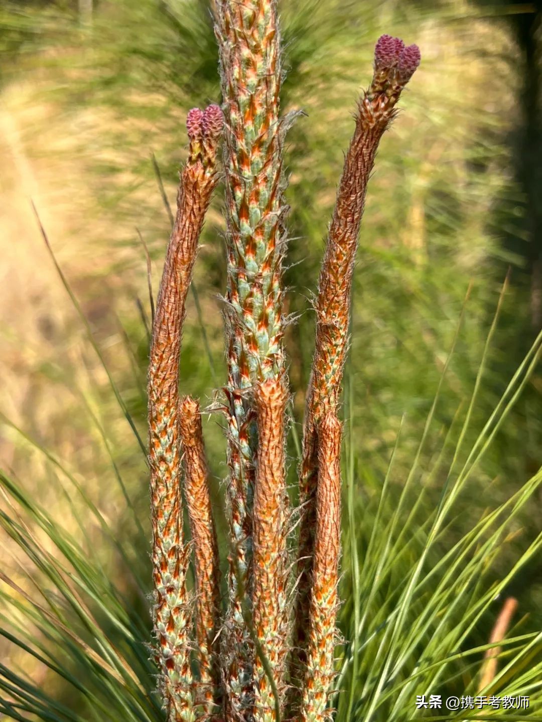 茂盛开花的马尾松,植物专栏蓝花草