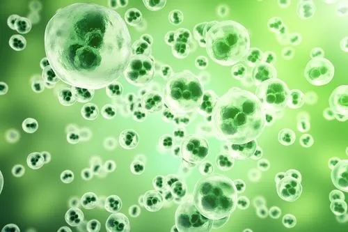 弯曲杆菌在什么地方有,弯曲杆菌有什么用