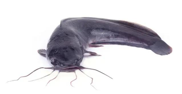 常见的发物食物图,常见的发物都有啥