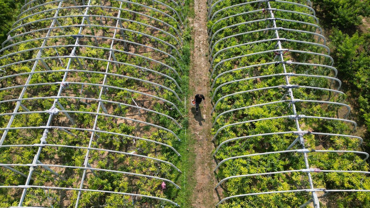 果园直采新鲜直达,从多多果园下单