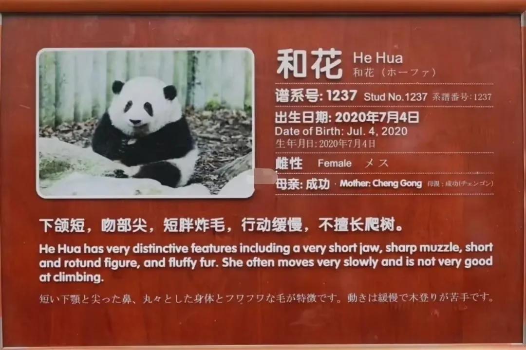 大熊猫花花和荷叶的温暖瞬间,国宝大熊猫和花萌萌哒瞬间