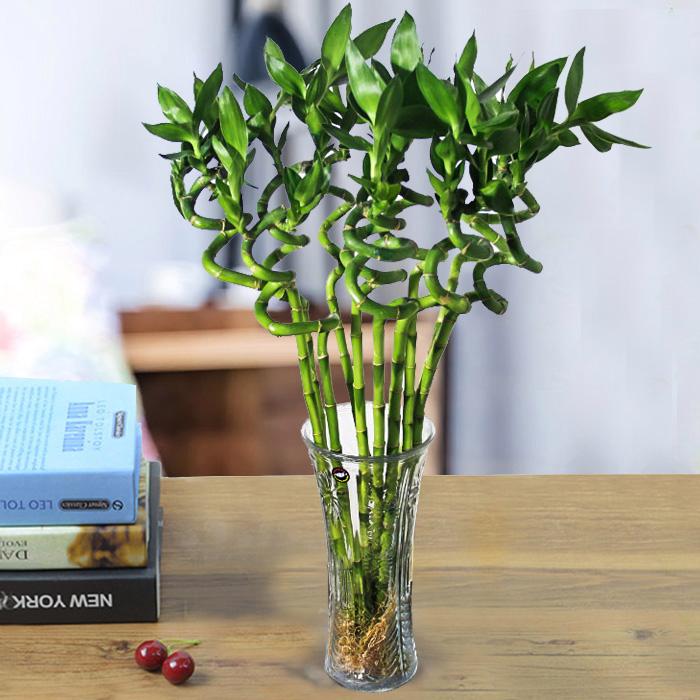 家里放财气的六种花,家里养什么花最好运气最旺