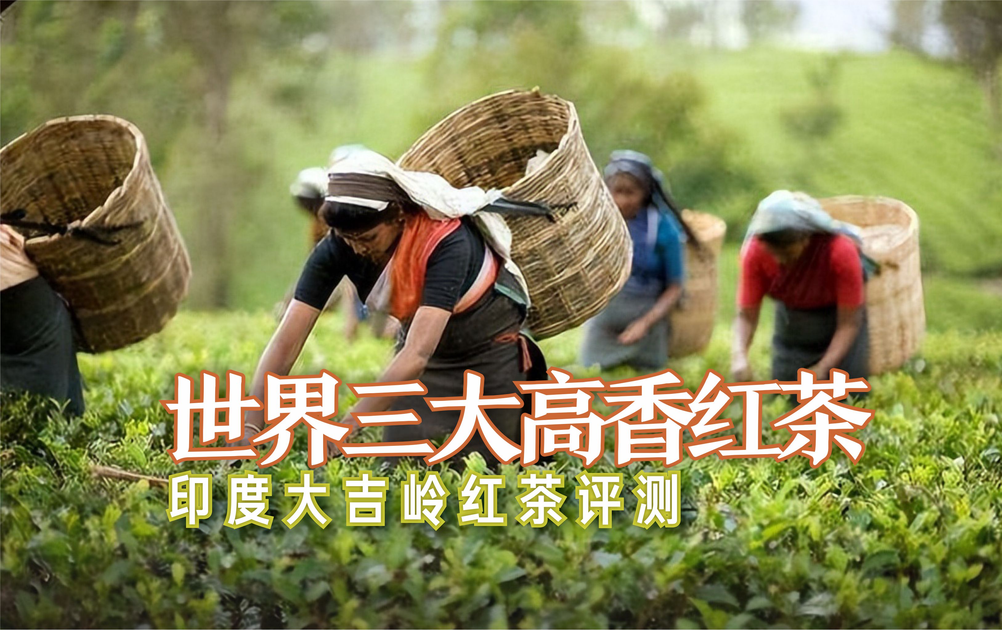 祁门红茶世界三大高香红茶,大吉岭红茶与国内红茶比较