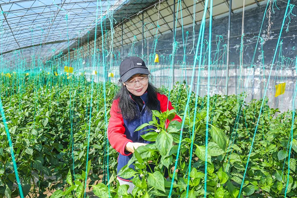 通汇资本投融资管理,通汇资本公司简介