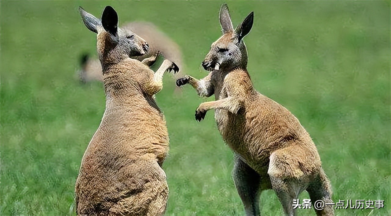 澳大利亚内陆为什么无法生存,澳大利亚是不是不适合生存