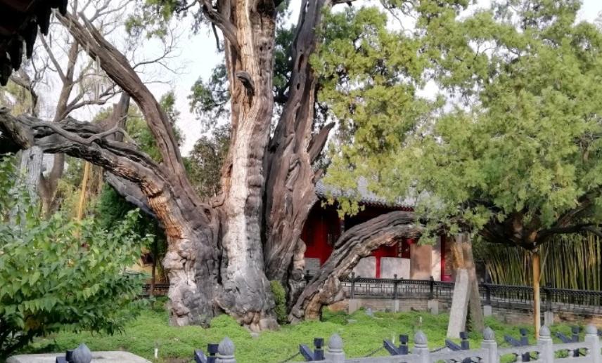 郑州最适合自驾的地方,周末郑州自驾游最美路线