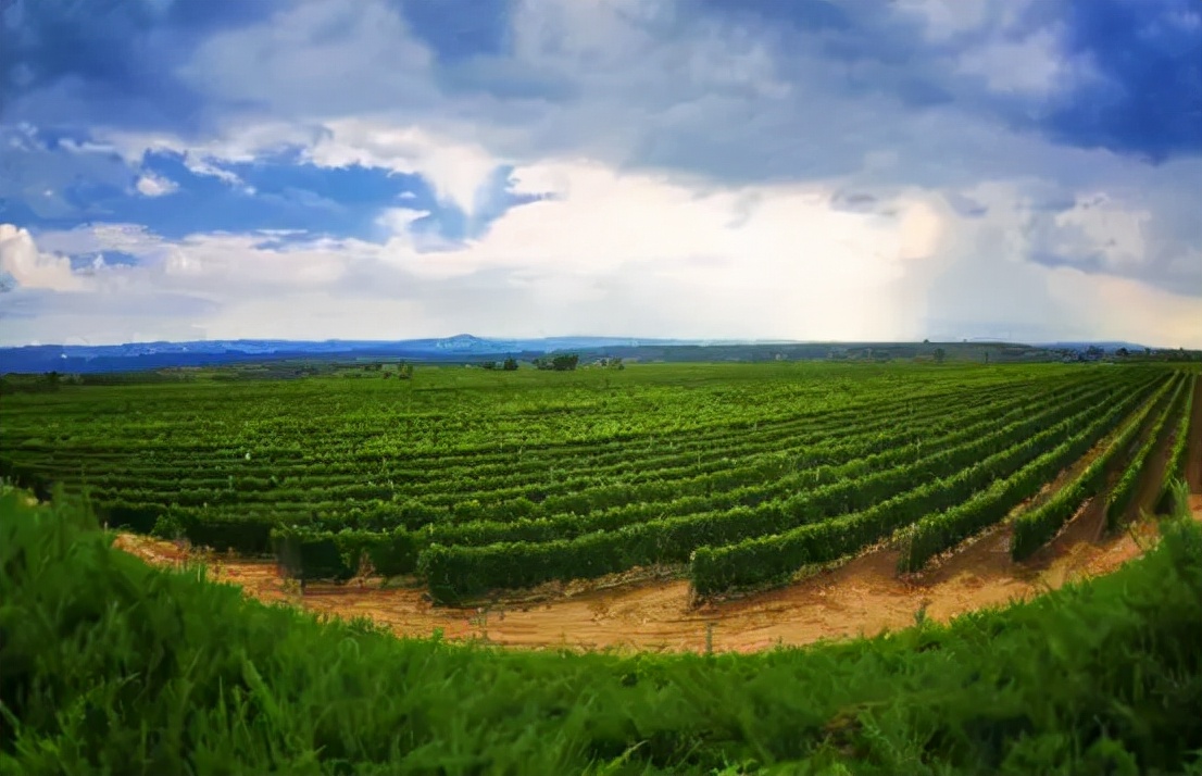 戎子红酒品鉴,戎子酒庄红酒秋实价格表