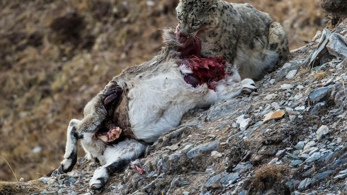 宁夏贺兰山保护区又发现一只雪豹,宁夏贺兰山时隔66年重现雪豹