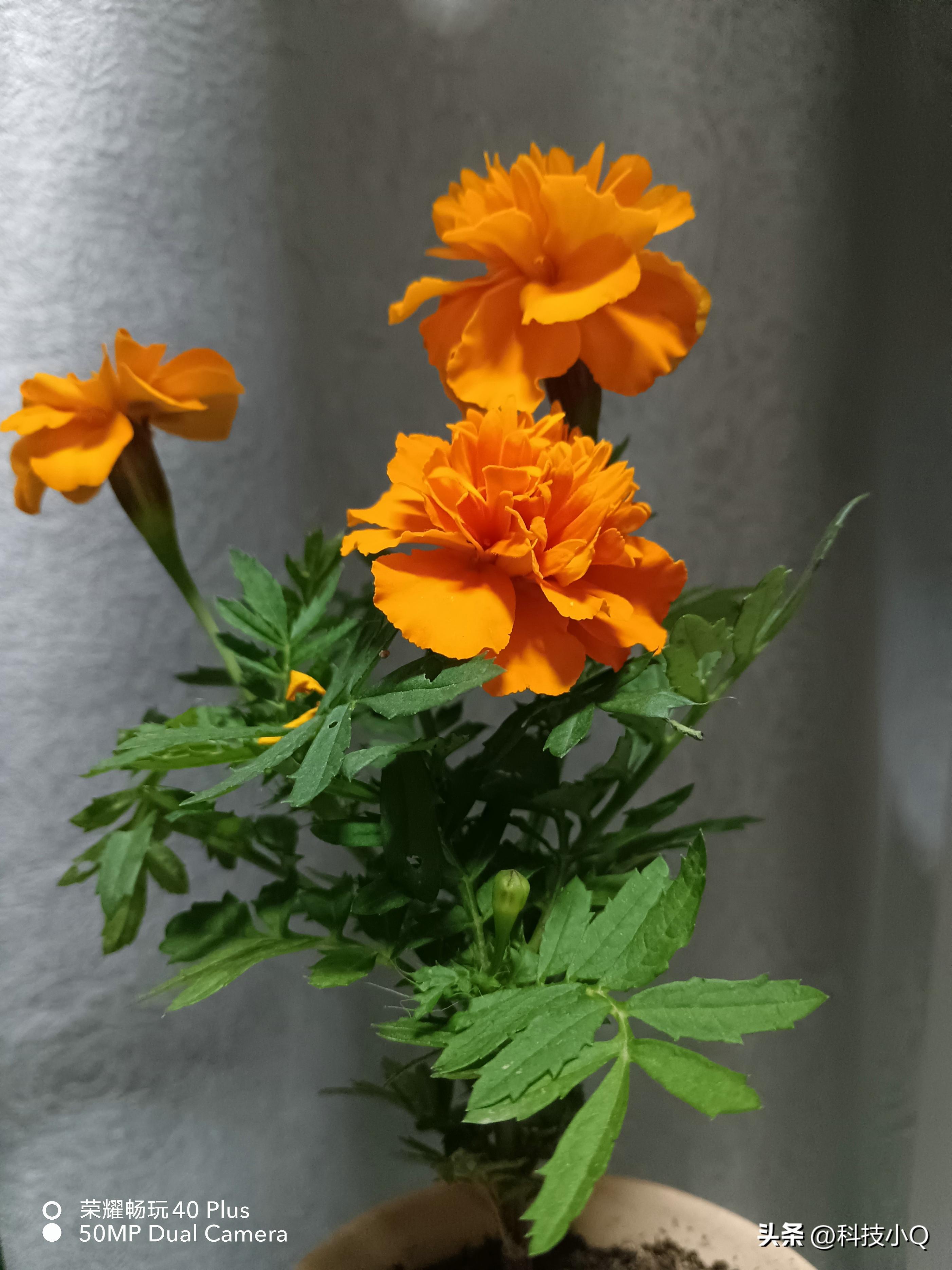 荣耀畅玩40plus的原神测评,荣耀畅玩40plus有无线充电吗