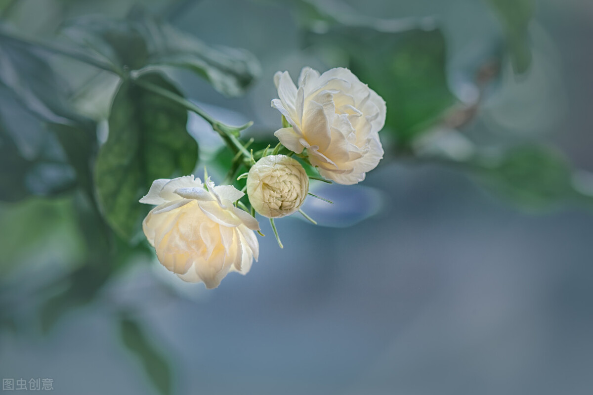 属虎的养什么花好呢,属虎养什么花最好养