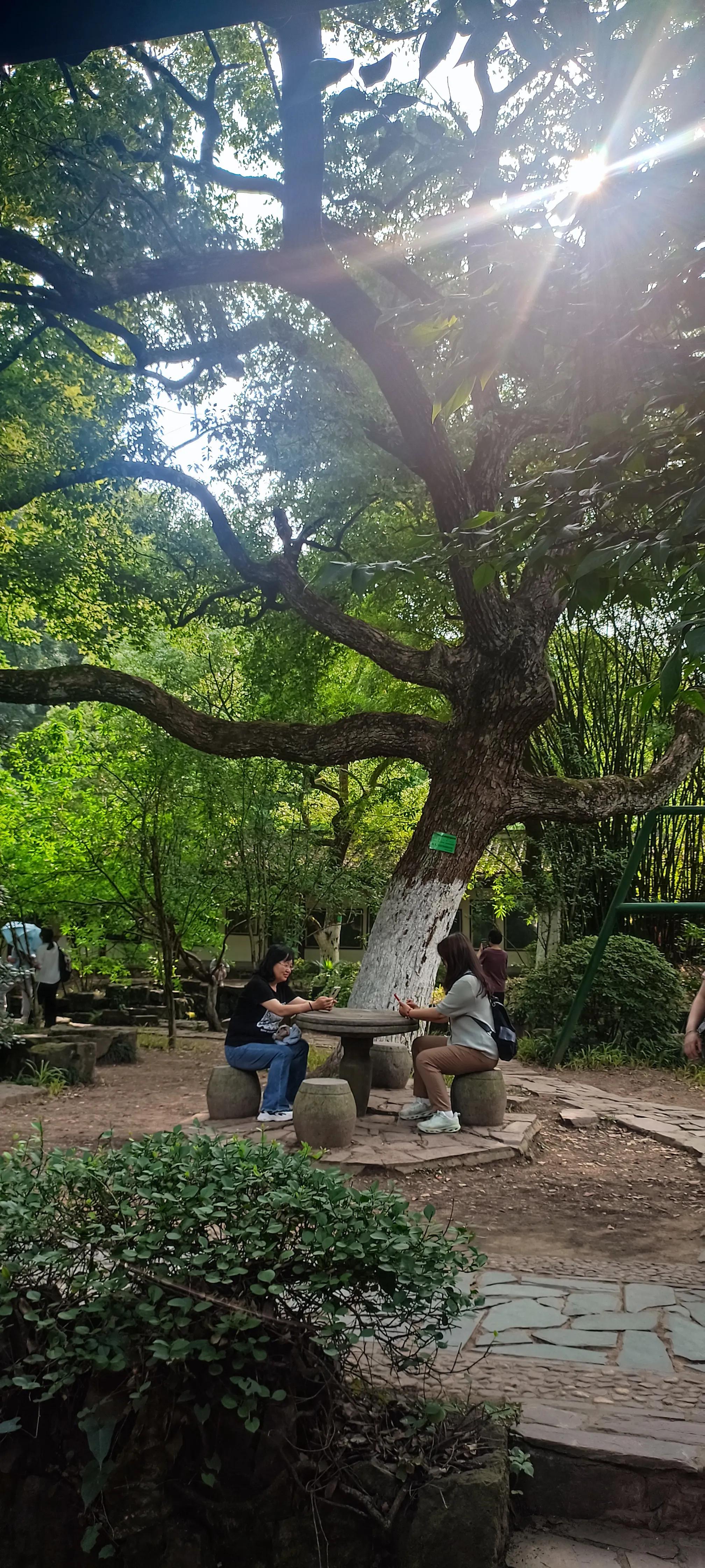 云南旅游10天自由行攻略,来一趟说走就走的云南之旅