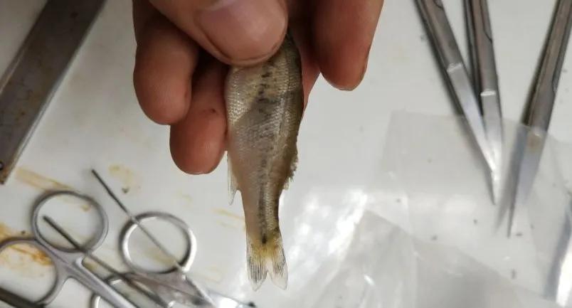 加州鲈苗烂身,加州鲈鱼苗黑身怎样解决