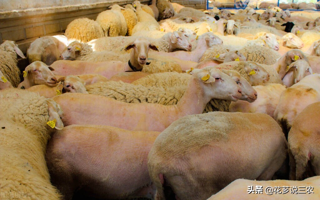 养羊寄生虫图片,羊真菌和疥螨感染用什么药最好