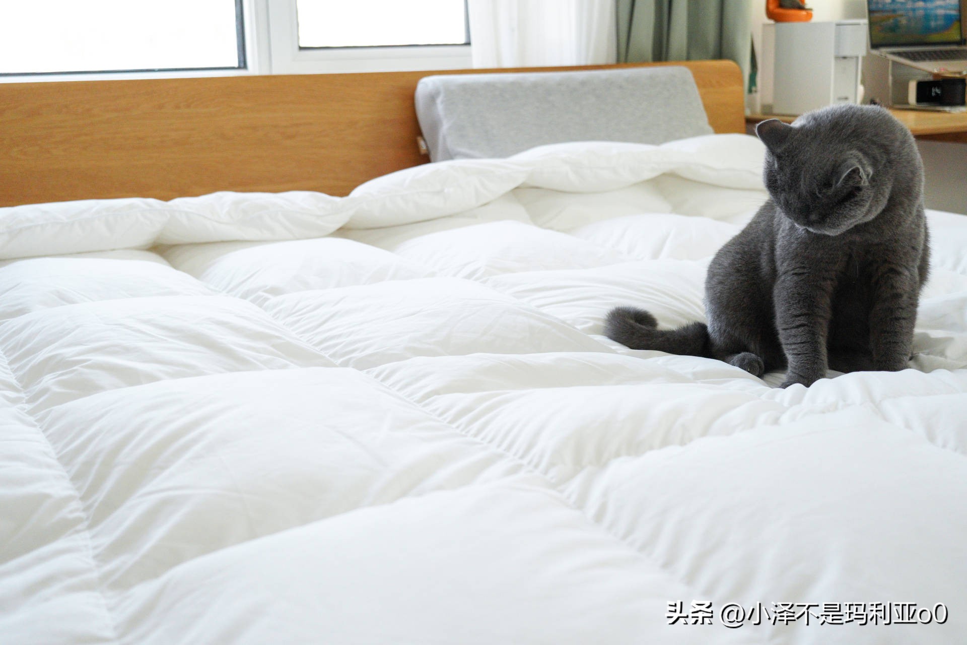 花1000多买被子,花1000买蚕丝被值不值