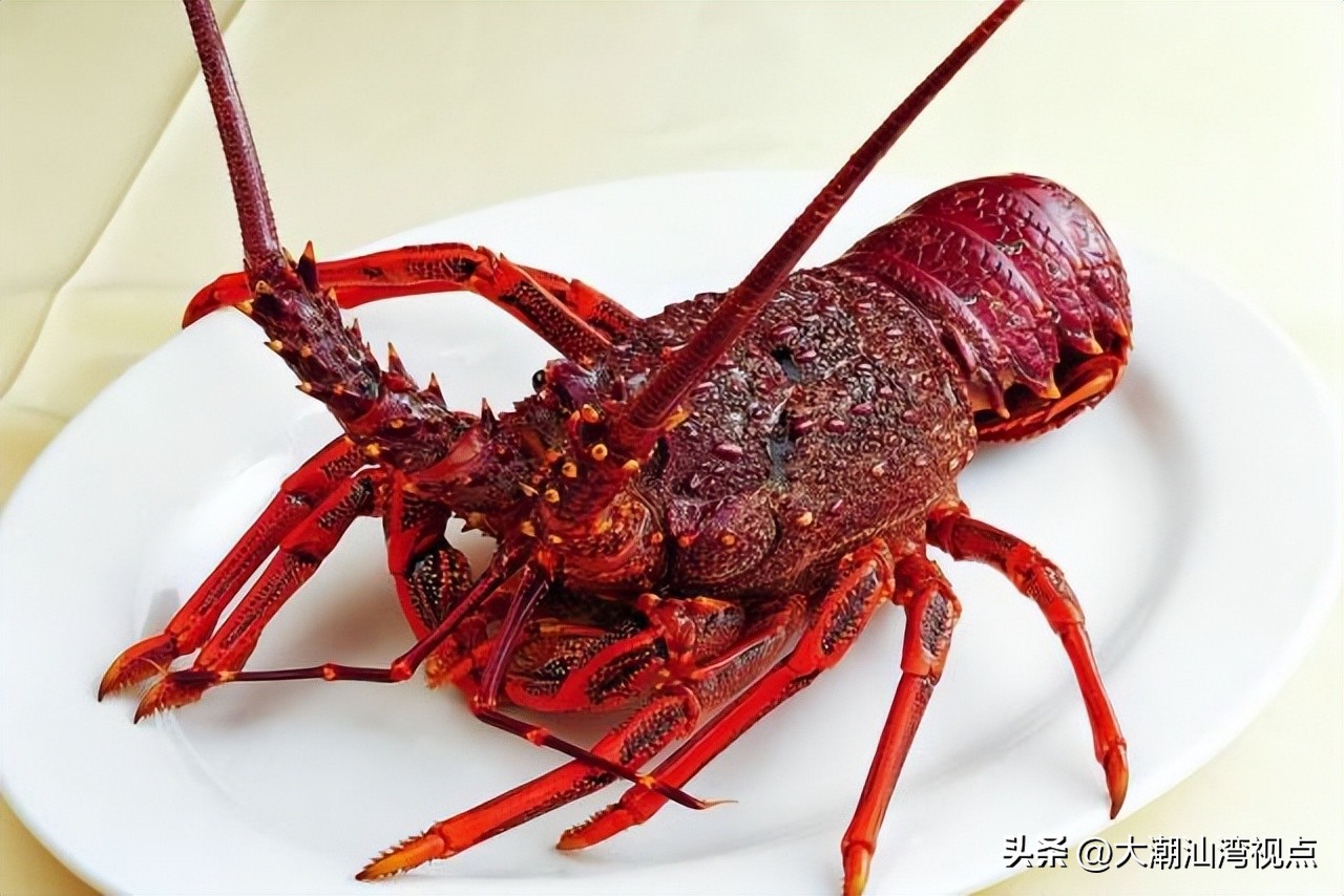 世界上各种龙虾视频介绍,世界各种龙虾价格