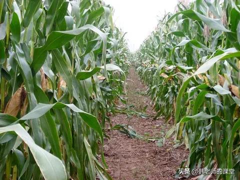 一年一度国庆节收玉米,记忆中的秋天收玉米