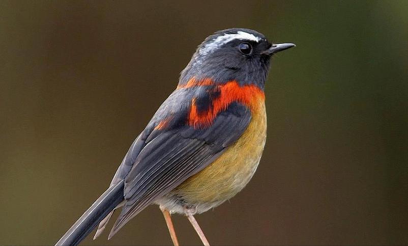 鸟儿大全高清图,高清珍稀鸟动态图片大全