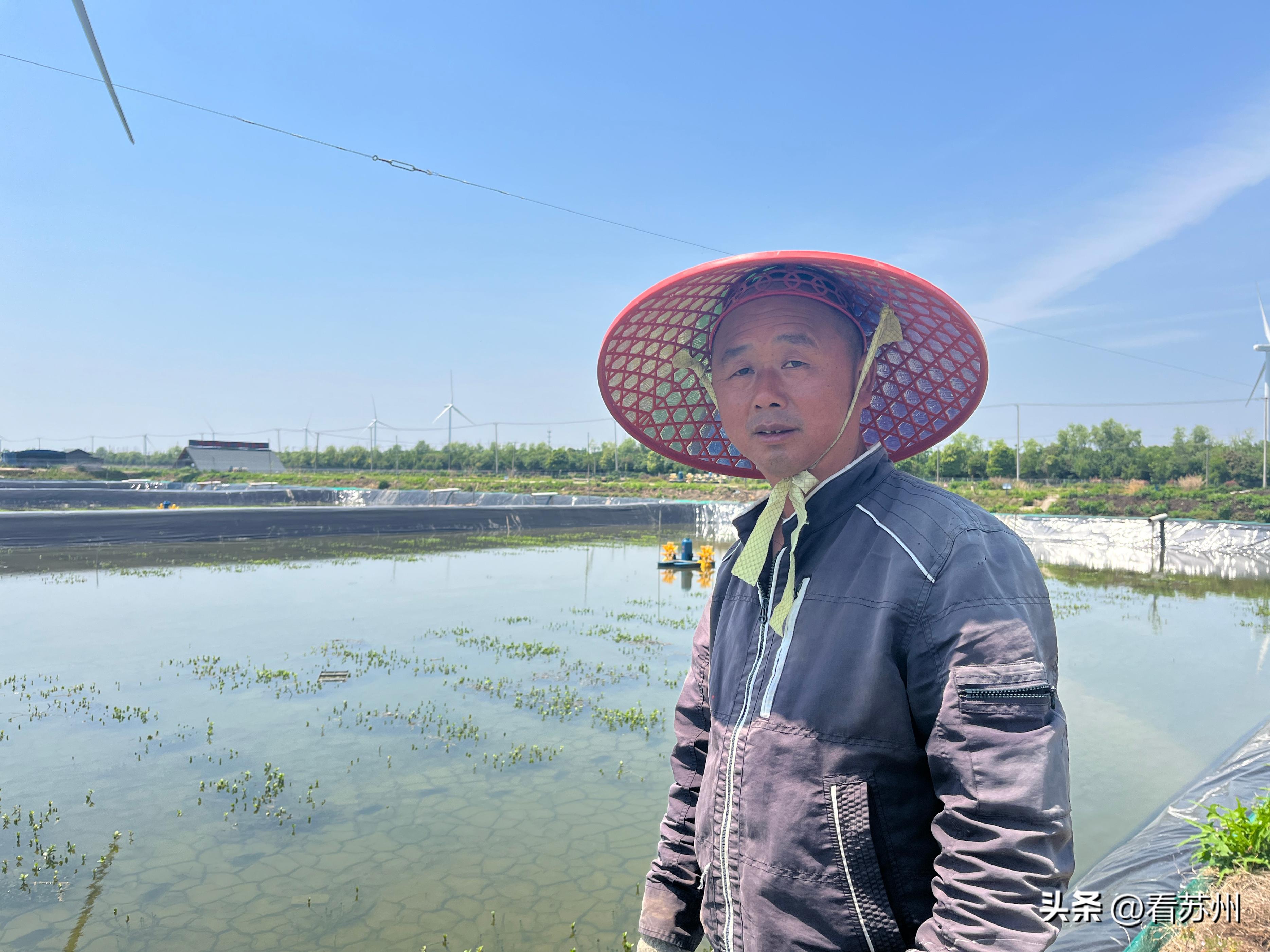 阳澄湖蟹苗新消息,阳澄湖蟹今天最新消息