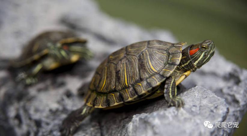 假如被乌龟咬住手指该怎么办视频,被乌龟咬住不松嘴怎么办