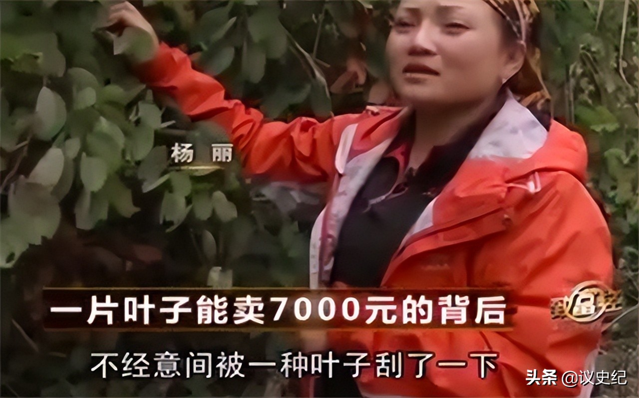 贵州女子一片叶子卖7000,贵州女子用树叶挣大钱