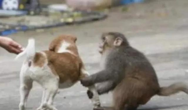 狗猴大战猴子惨败,藏獒猴子大战