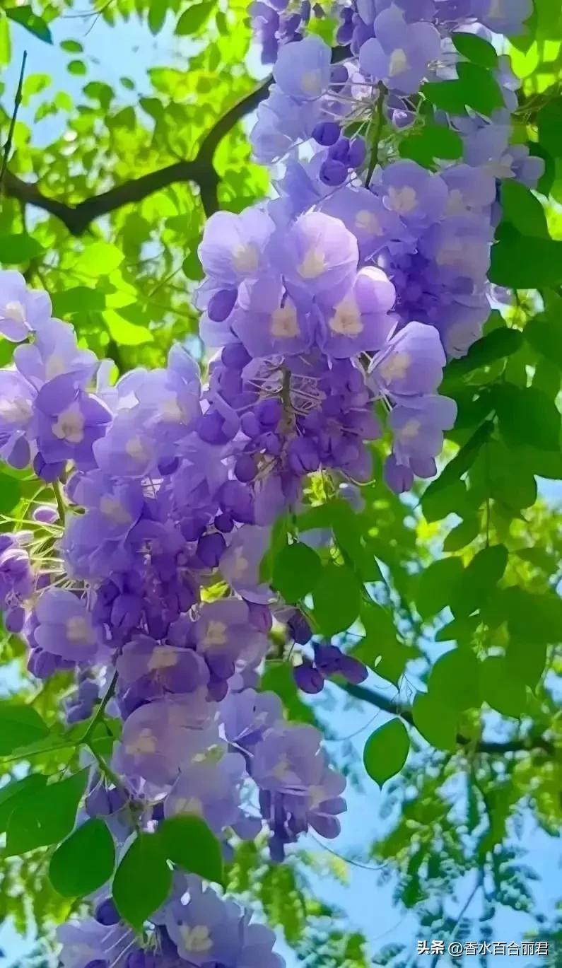 淡紫色的花是什么树,淡紫色的槐花