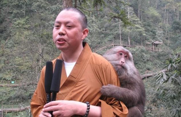 延参法师被猴耍的搞笑视频,延参法师淡定斗猴系列视频